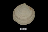 藏品(布紋滿月蛤)的圖片